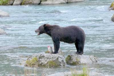 Count salmon. Get paid. Expect grizzlies.