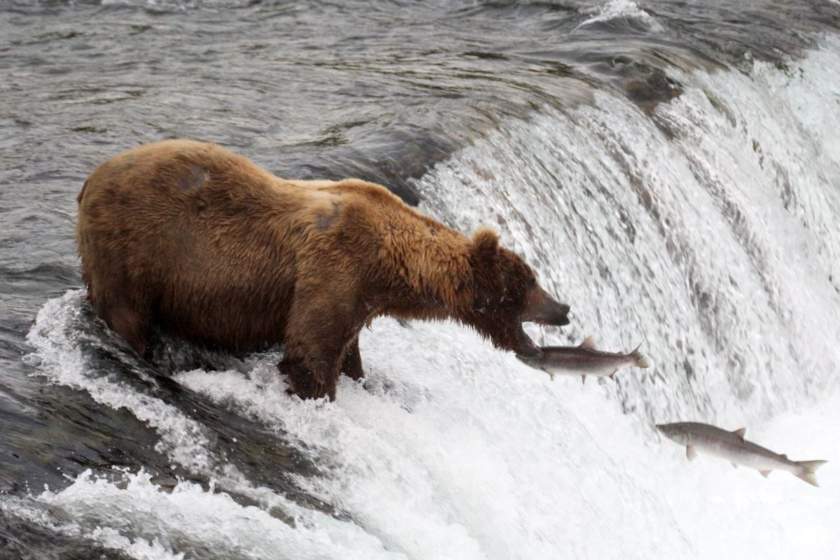 The Katmai bear cams are back online: Watch the live stream here ...