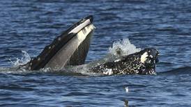 Whale watchers captured the moment a humpback accidentally caught a seal in its mouth