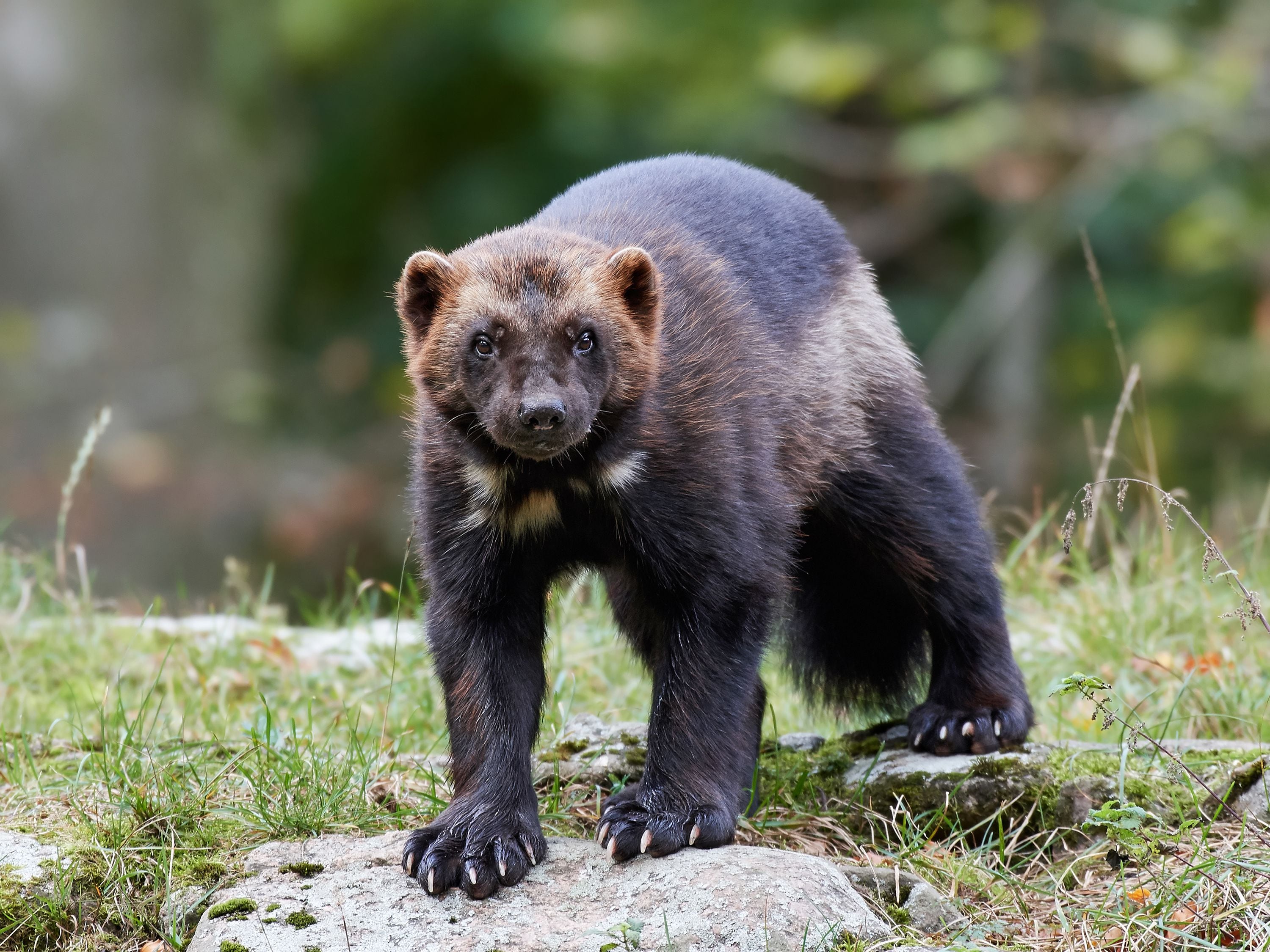 Climate change harms Canadian wolverine populations: report