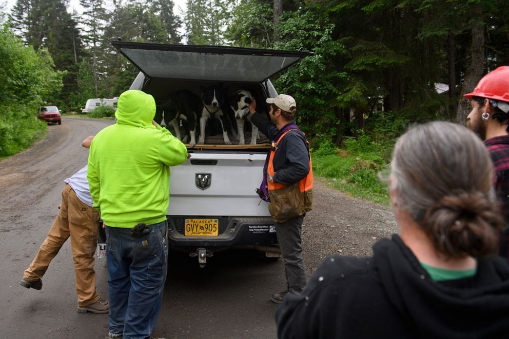 Nils Pedersen introduces his dogs to people in Girdwood on June 16, 2021. (Marc Lester / ADN)