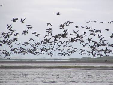 OPINION: We have a shared responsibility to protect the migratory birds that connect us