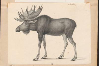 To defend America from faulty scientific speculation, Thomas Jefferson turned to the moose