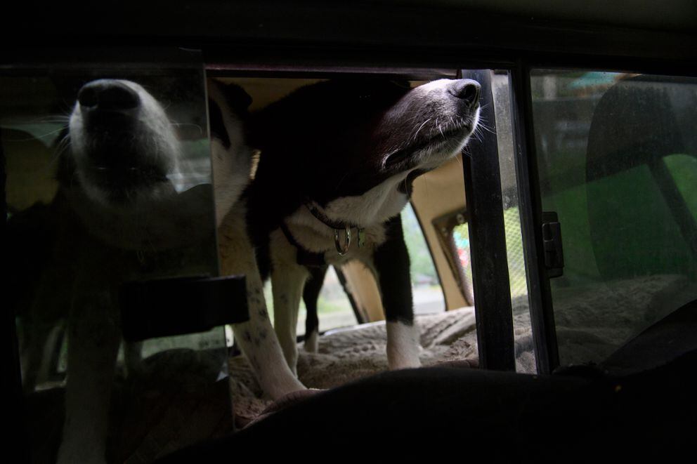 Nils Pedersen's Karelian bear dogs detect the presence of bears in a residential area of Girdwood on June 16, 2021. (Marc Lester / ADN)