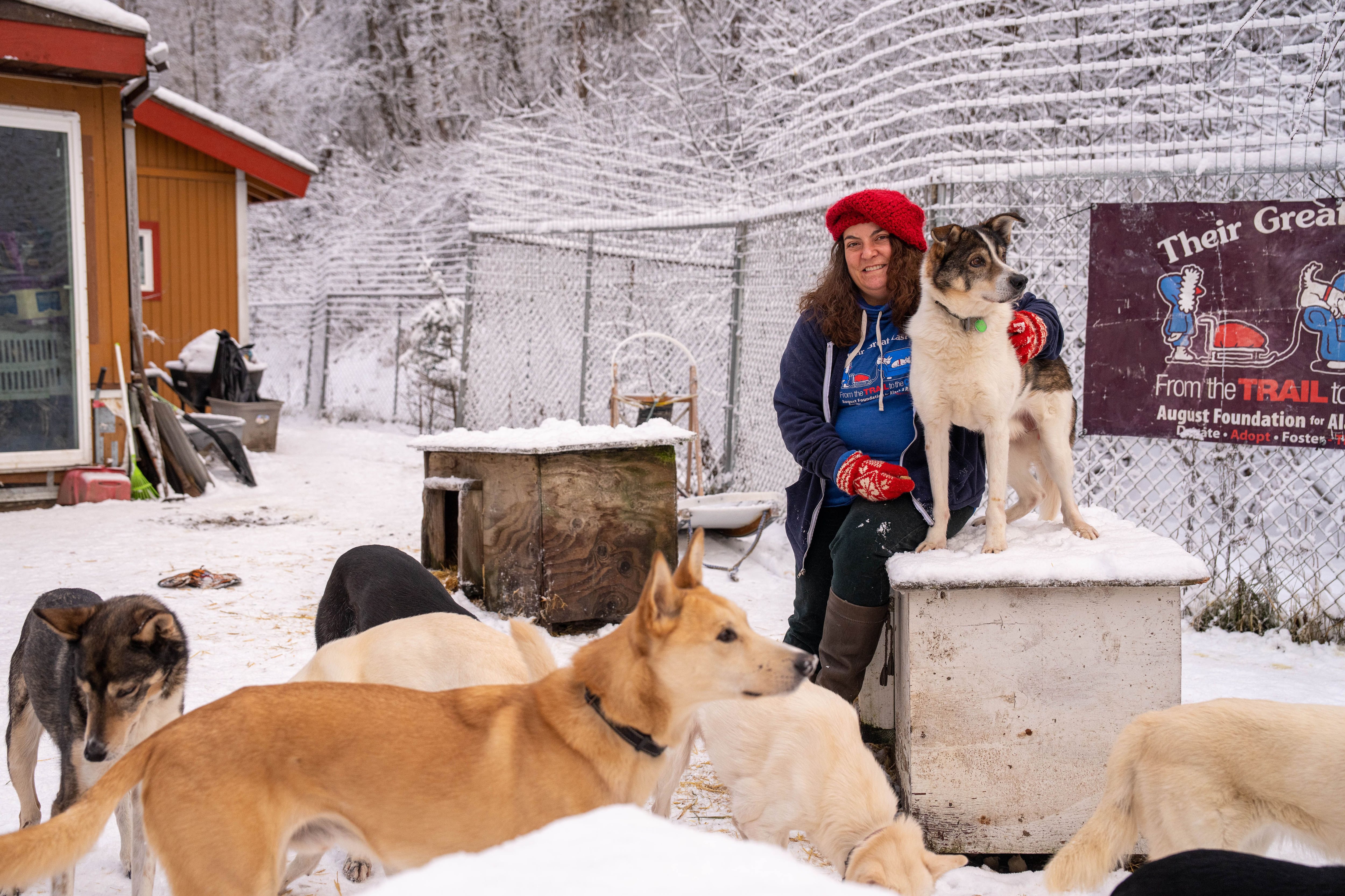 are sled dogs treated fairly