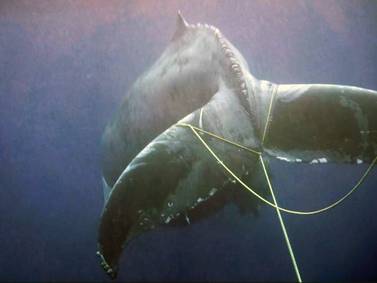 Entangled humpback whale is finally freed off Southern California coast