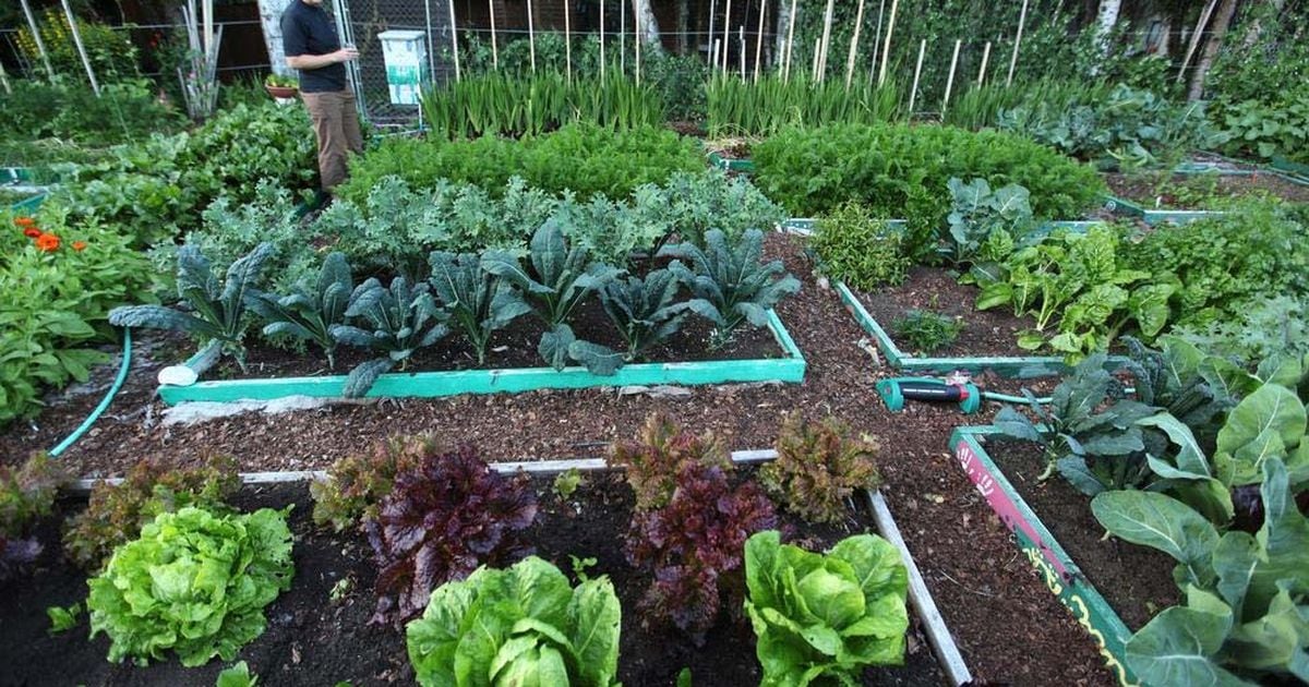 Want to grow your own food? Here are the easiest vegetables to ...