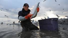 Subsistence gillnets on Alaska's Kenai, Kasilof rivers get go-ahead