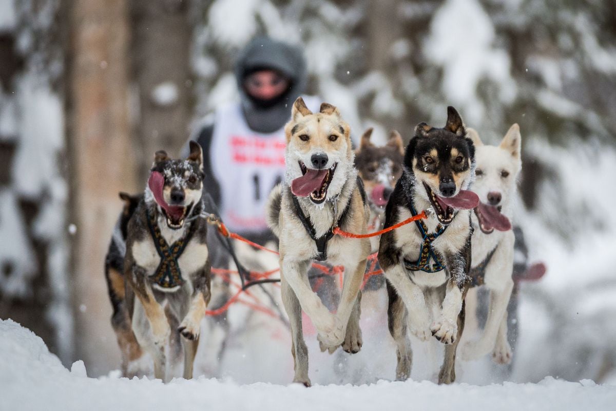 Photos: Fur Rondy World Championship Sled Dog Race - Anchorage Daily News