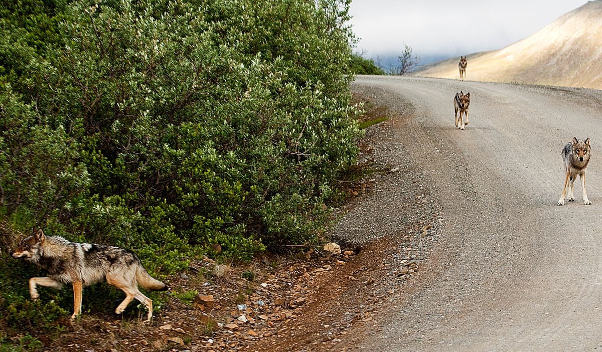 A wolf pack in Denali National Park, 2010. (Nathan Kostegian / NPS)