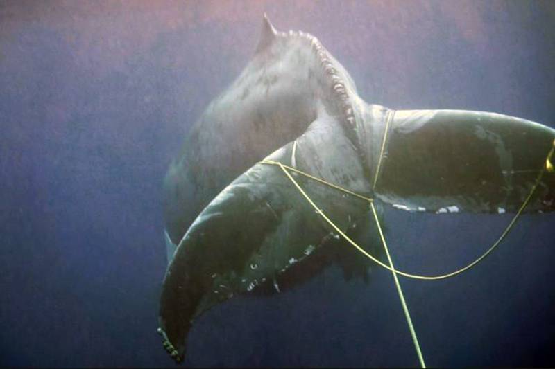 Entangled humpback whale is finally freed off Southern California coast