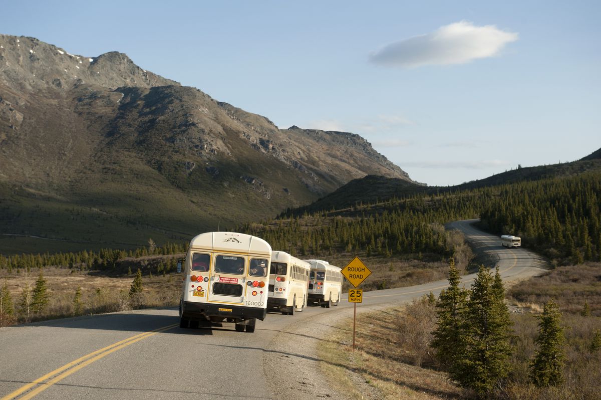 A line of tourist buses stop to look at caribou along the park road in Denali National Park and Preserve on Thursday, May 19, 2016. (Bob Hallinen / ADN archive)