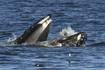 Whale watchers captured the moment a humpback accidentally caught a seal in its mouth