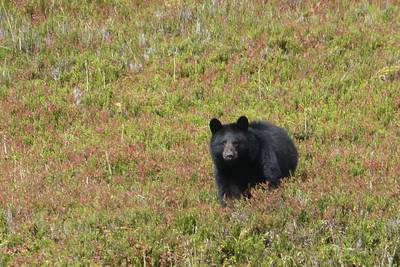 3 bears killed at Eklutna campground in late June after getting into campers’ food