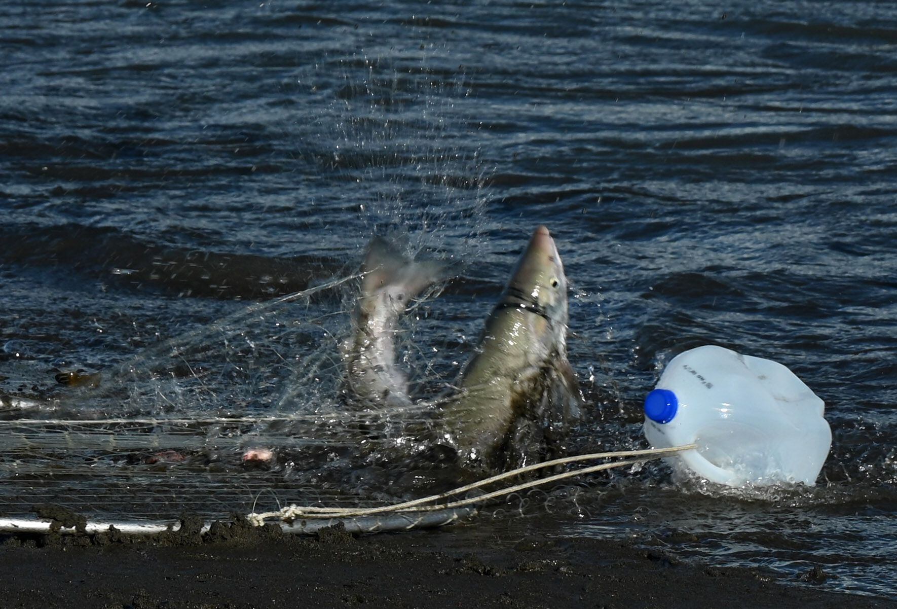 DIP NETTING THE KENAI RIVER 