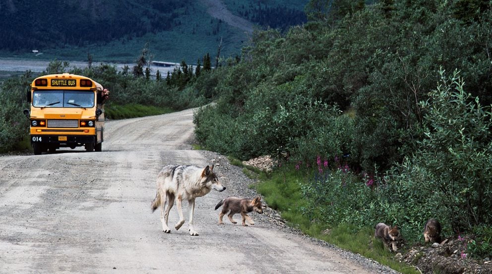 A wolf with pups walks the Denali National Park road in June 1990. (Photo by Gordon Haber)