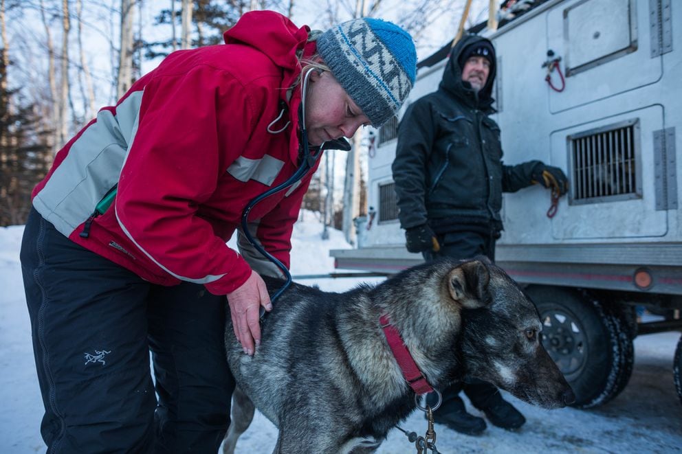 iditarod dogs race check health veterinarians ahead bullard natalie overnights receives nelson samples lab hours said results