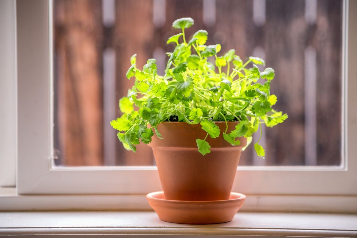 Here S How To Grow Your Own Vegetables Herbs And Citrus Indoors This Winter Anchorage Daily News