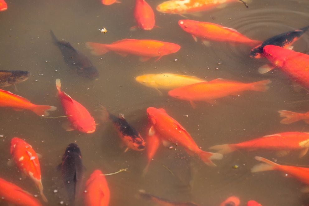 Goldfish Are Thriving In A Midtown Anchorage Pond Alaska Wildlife