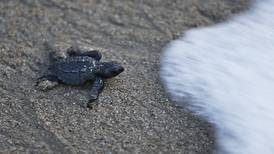 Book review: A biologist finds hope in the conservation of Mexico’s sea turtles