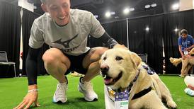 USA Swimming therapy dog retires, named honorary member of the team