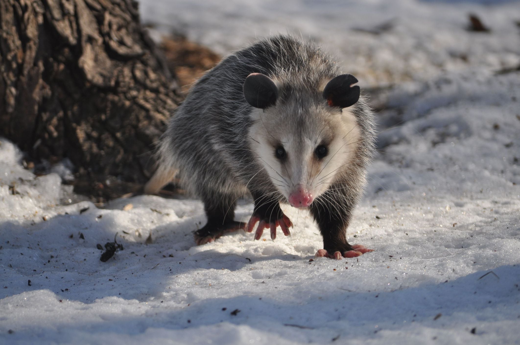 Trapped Possum In Humane Trap Stock Photo - Download Image Now