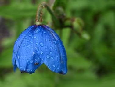 ‘Teaming With Microbes’ podcast: Gardening in the rain  