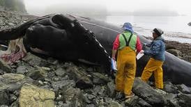 Ship strikes suspected in deaths of two whales in Southeast Alaska