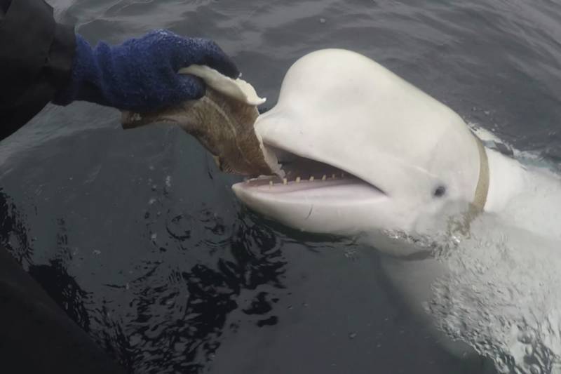 Beloved whale suspected of spying for Russia was shot to death, activists say