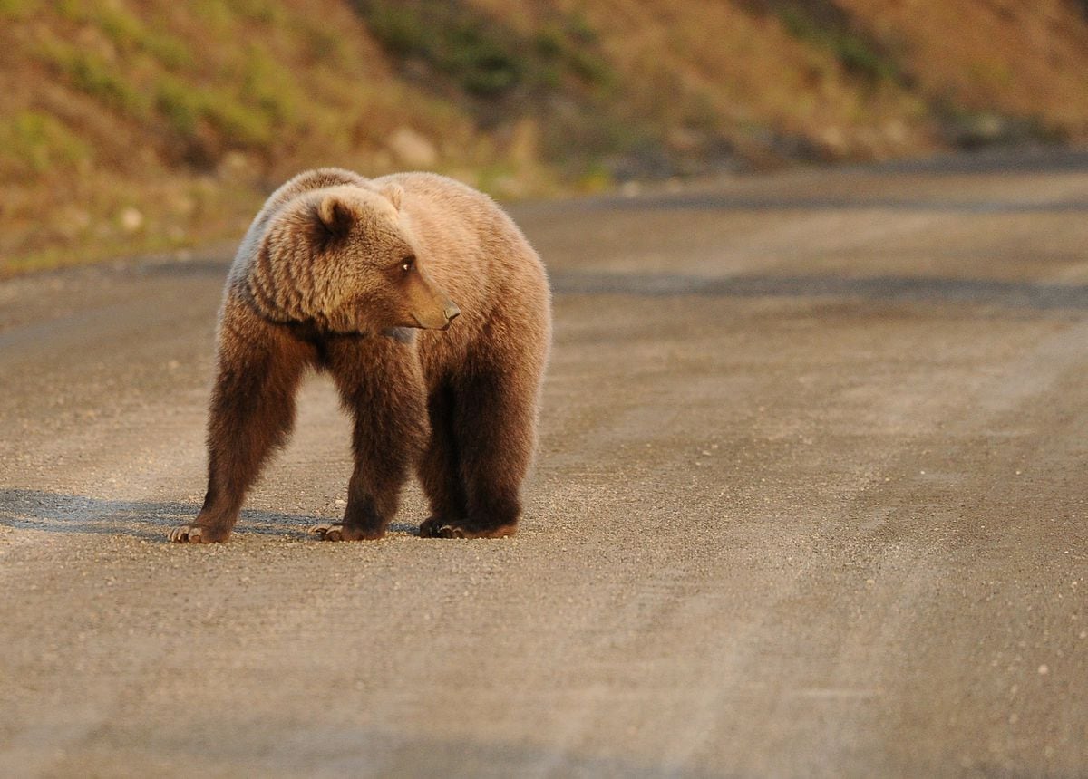 Denali bear sightings lead to more closures by officials - Anchorage ...