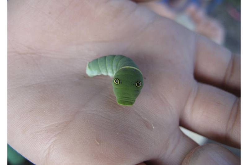 You looking at me? How an Alaska caterpillar uses false eyes to ward off potential predators