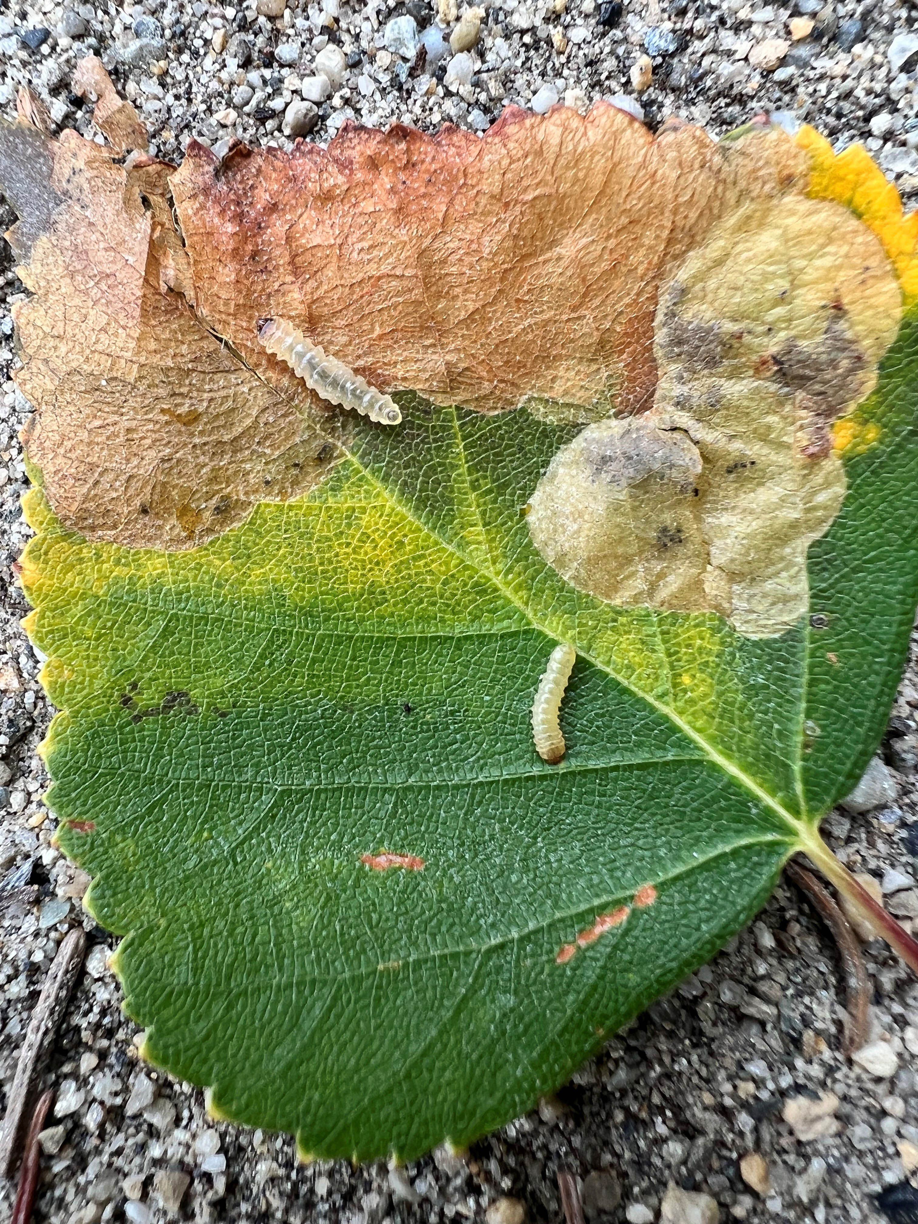 Birken Tree - Birchwater — NeighbourFood