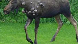 Moose warts ugly but benign