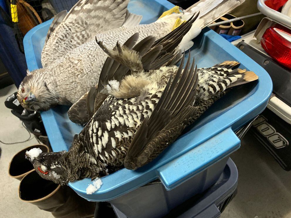 ‘There’s a bird in my room!’: Speeding goshawk crashes through Valdez ...