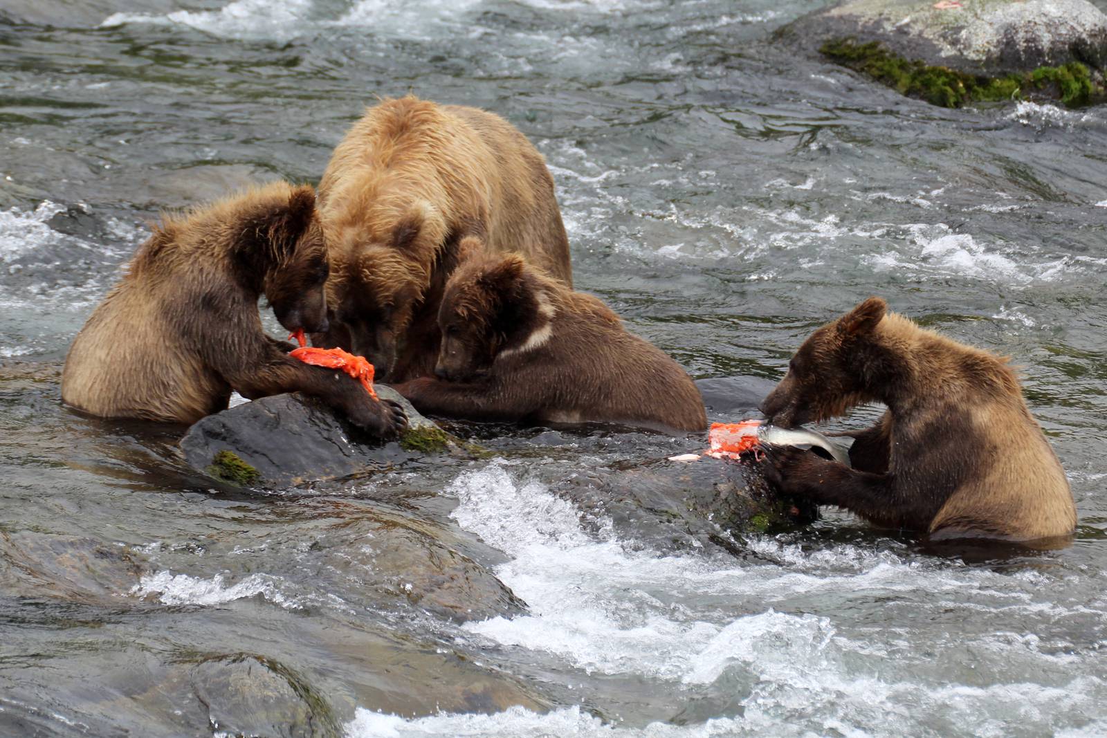 Photos Katmai National Park bears feast on salmon Anchorage Daily News