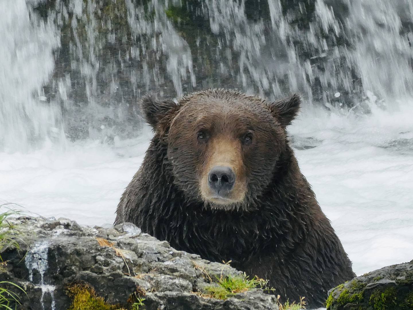 Katmai National Park, famous for bear viewing, is accepting summer