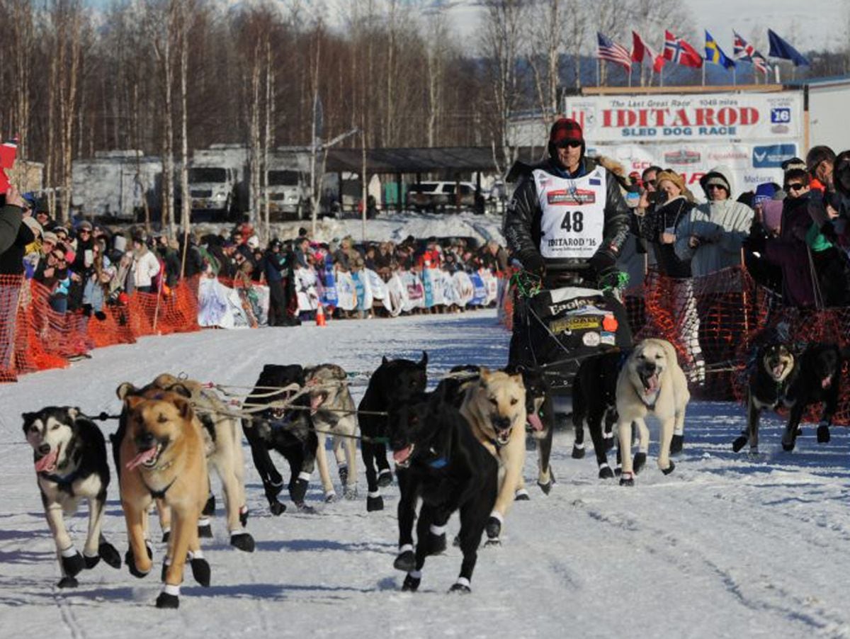 How to get to Willow for the Iditarod restart Anchorage Daily News