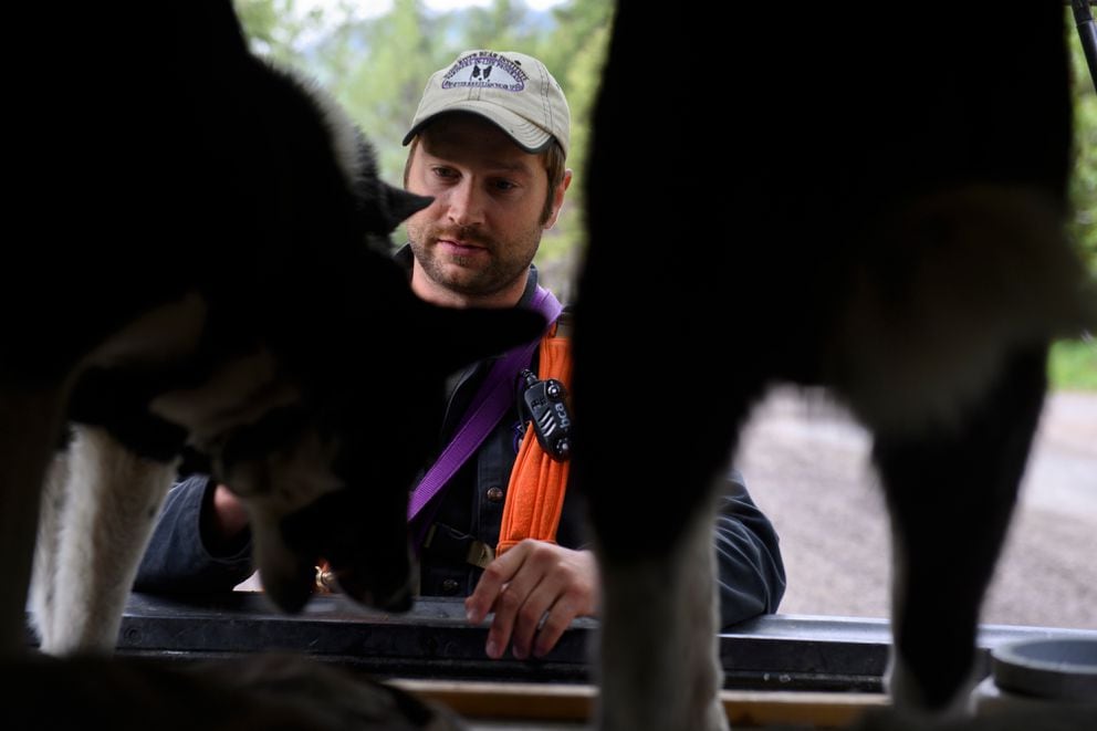 Nils Pedersen, of Fairbanks, uses Karelian bear dogs to detect bears and deter their presence in residential neighborhoods. (Marc Lester / ADN)