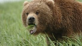 Montana men charged with illegally killing brown bear in Alaska Peninsula refuge