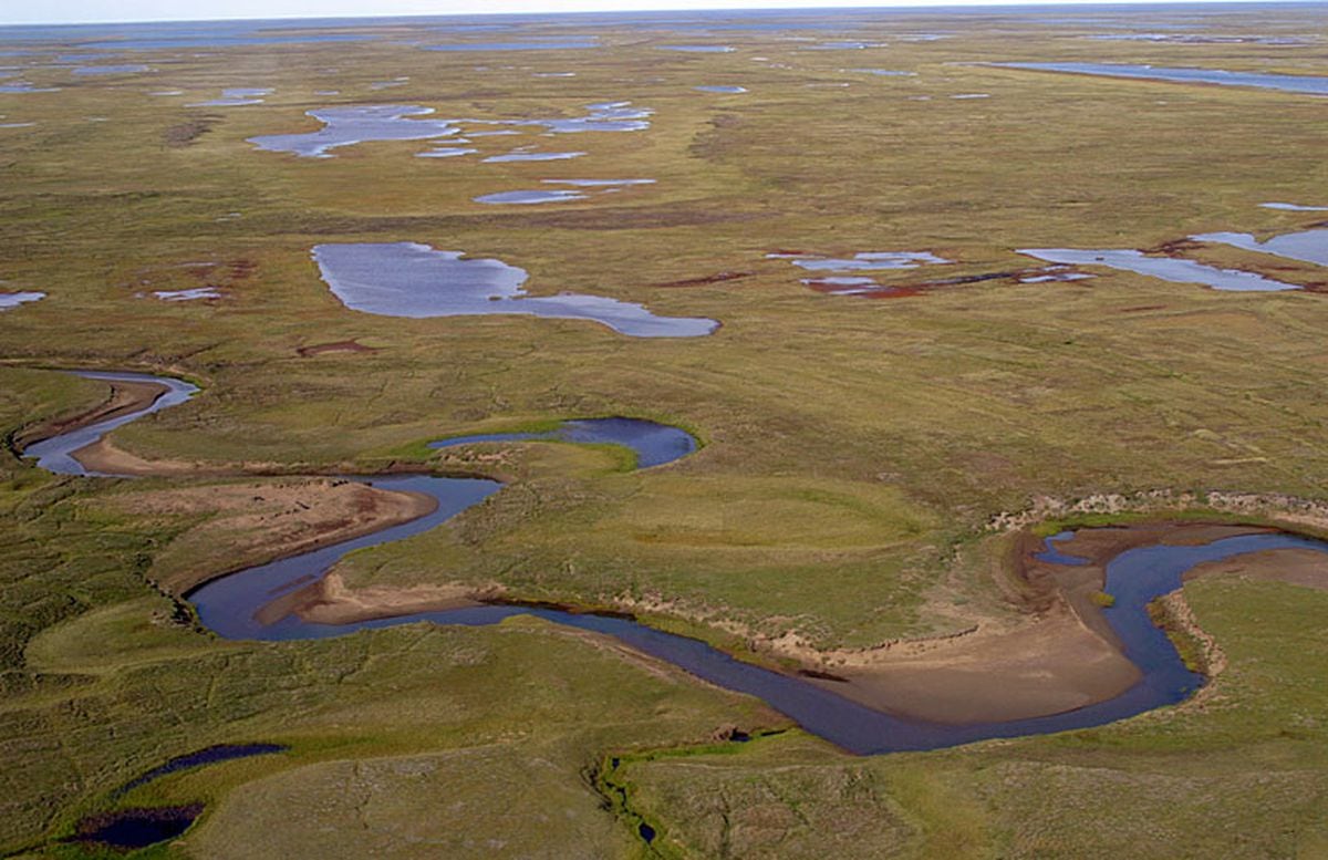 Teshekpuk Lake singled out as hub for nesting Arctic birds - Anchorage ...