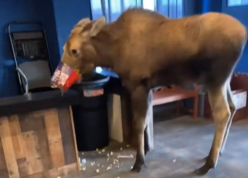 A moose wandered into a theater in Kenai and snacked on trash and found its snout stuck in a McDonalds Happy Meal box. (Tiktok screenshot)