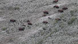 State limits Interior Alaska hunt after dozens of bison drown in frozen pond