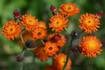 Orange hawkweed, a menacing invasive plant, is spreading in Anchorage