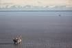 Alaska federal judge rejects 2022 Cook Inlet lease sale for further environmental review