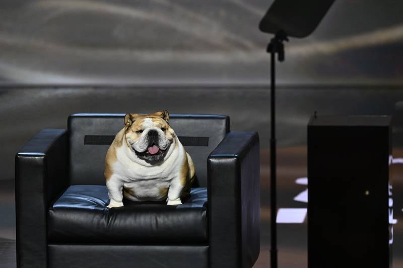 Meet Babydog, the 60-pound bulldog who stole the show at RNC convention