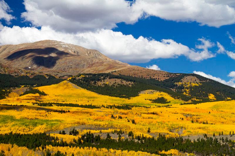 Autumn aspens at Mount Elbert near Leadville, Colo. (Brent Coulter/Dreamstime/TNS)