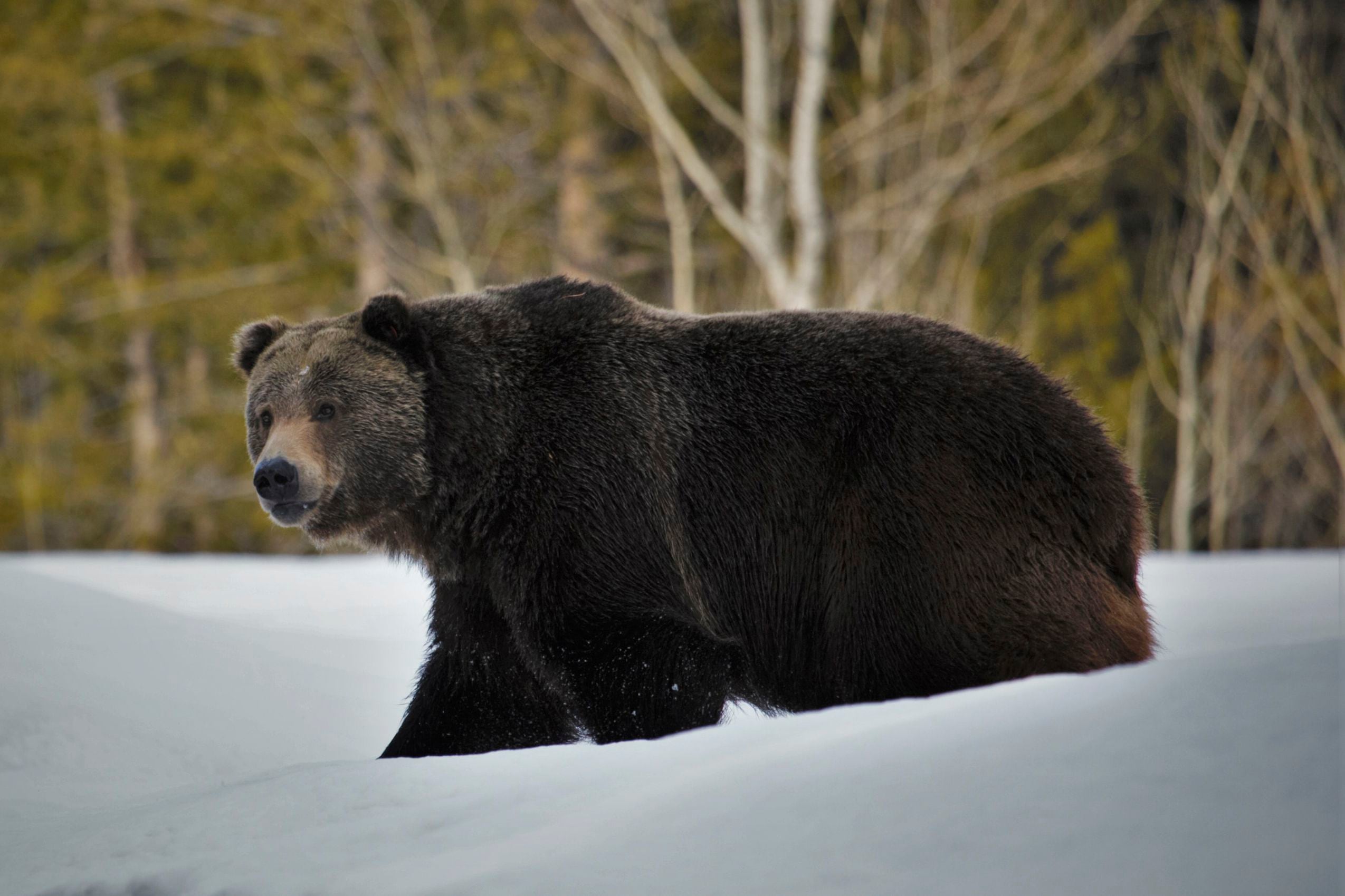 Grizzly bears continue to spread across Montana