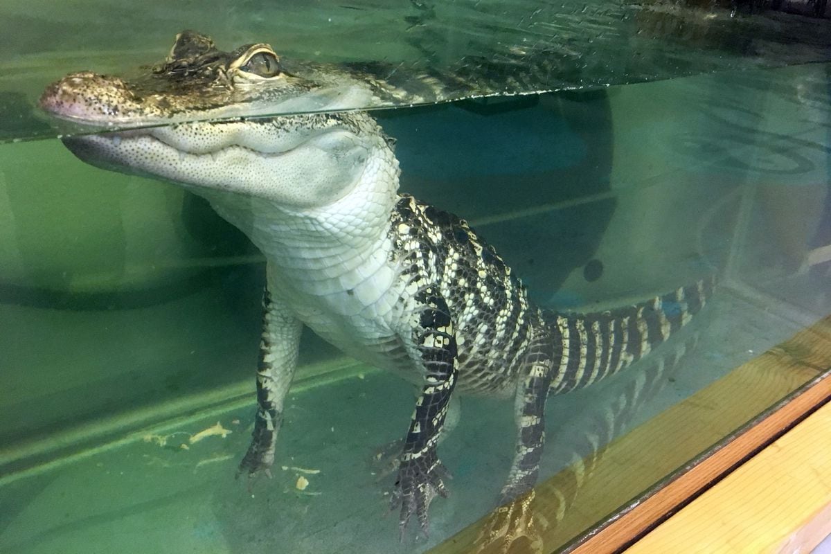 This is the story of Allie the alligator from Wasilla that got too big