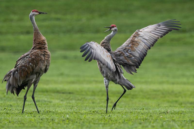 Sandhill cranes gather in Southcentral Alaska before fall migration