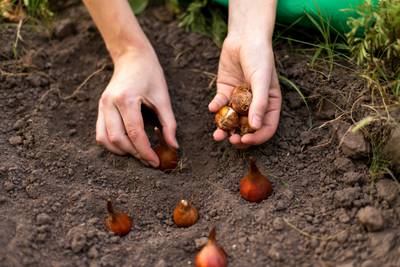 Before the first frost, there are still tasks and deals out there for the shrewd gardener